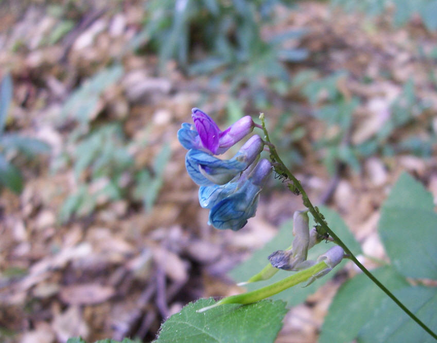 Vicia da determinare - no, Lathyrus cfr. venetus